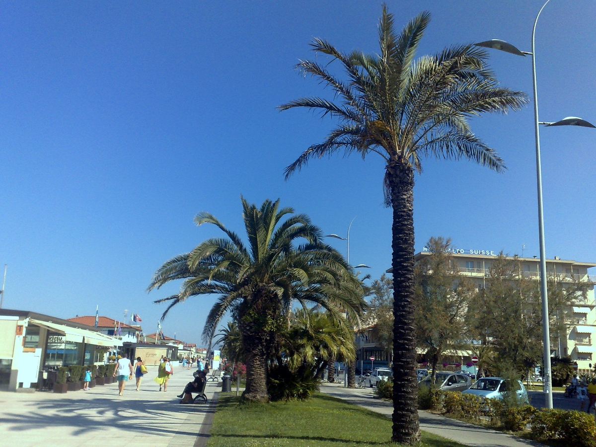 Passeggiata di Lido di Camaiore con le palme Phoenix